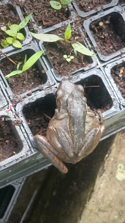 #frog #froggy #kodok #katak #ampibi #amphibi #takgendong #kodokgendonganak