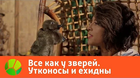 Все как у зверей. Утконосы и ехидны | Живая Планета