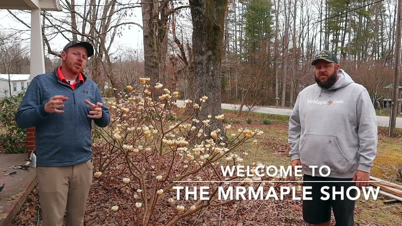 Edgeworthia chrysantha Chinese Paper Bush - FUN FLOWERS