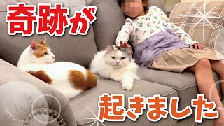 ５歳の娘とつくしと師匠が…！！！！【関西弁でしゃべる猫】【猫アテレコ】 by ニャンチューバーつくし 【関西弁でしゃべる猫】 42,388 views 1 month ago 3 minutes, 28 seconds