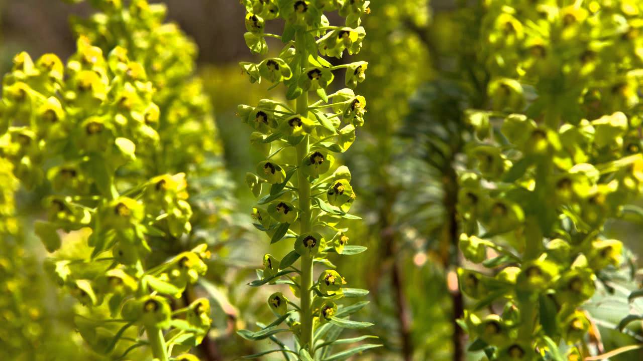 Garden Visit, The Savill Garden, Egham, Surrey in May