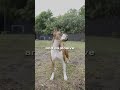 Fastest Dogs in the World (70 km/h!) #shorts