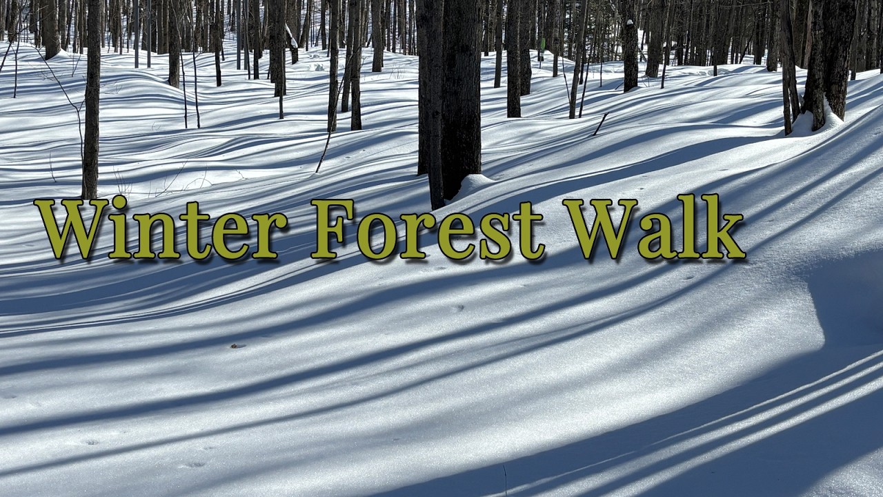 Winter Forest Walk – Instrumental Covers of Mikael Tariverdiev | Relaxing Snow Ambience