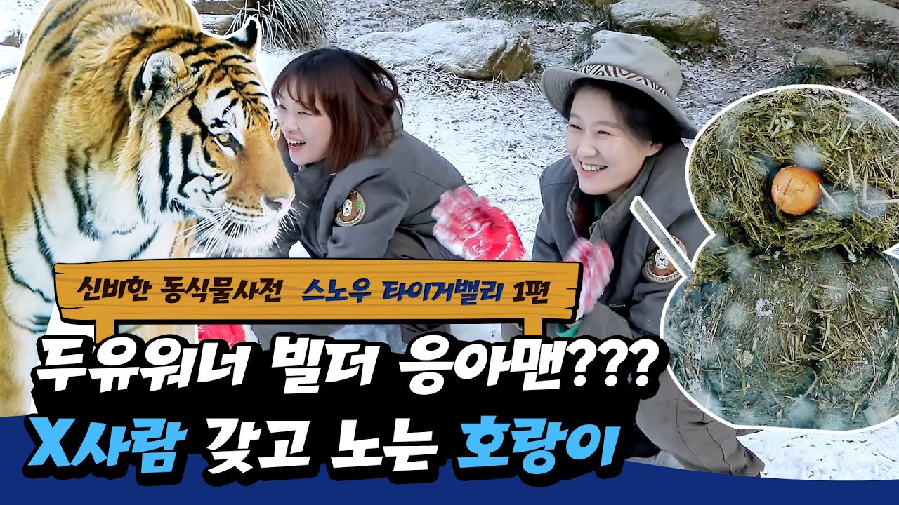 [신비한동식물사전] 응아 만지면서 세상 좋아하는 호랑이 졸귀ㅠ | 눈 내린 에버랜드 스노우 타이거밸리 1탄