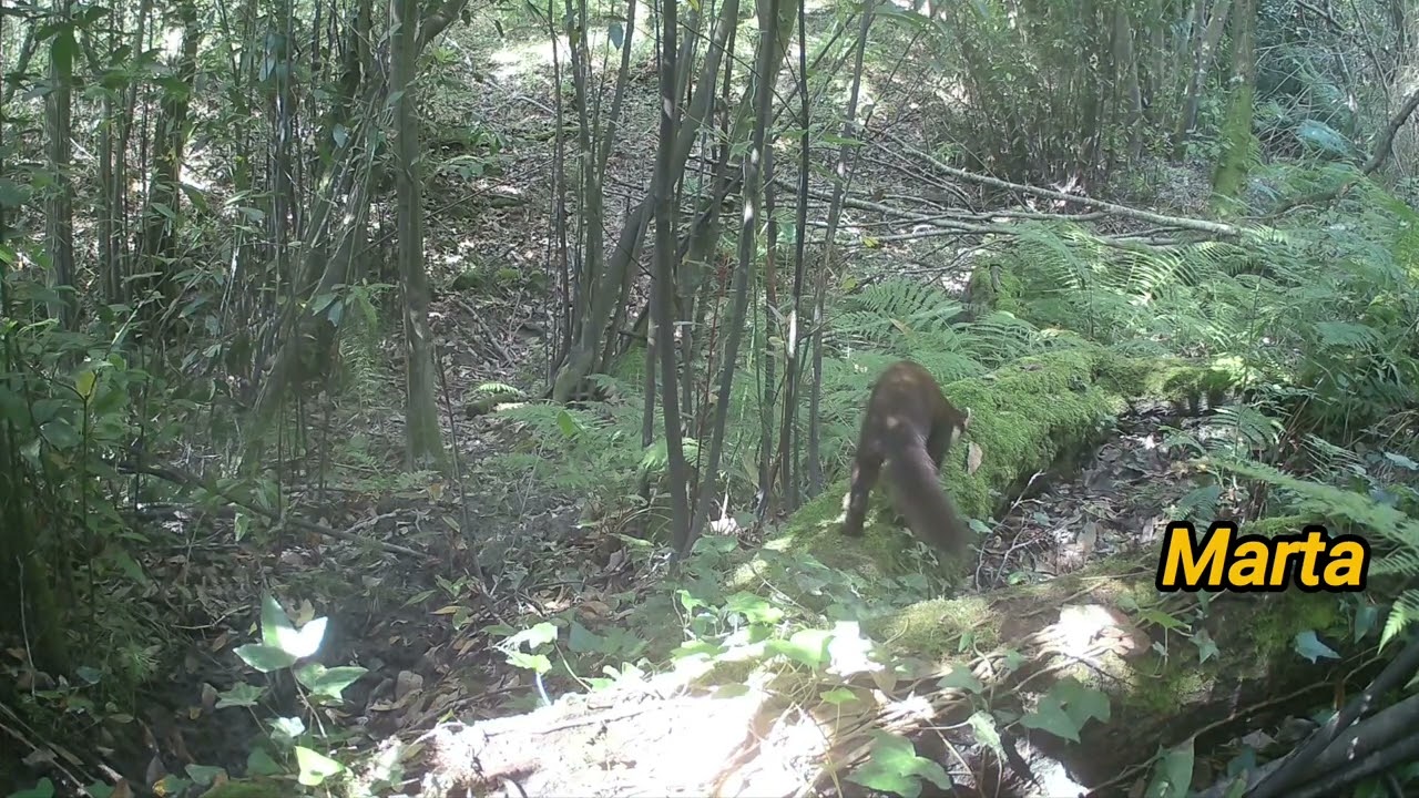 ¿Marta o garduña? Diferencias, como distinguirlas