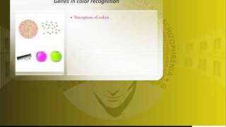 Genes in color recognition