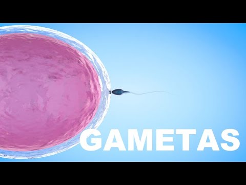 Reprodução humana - Gametas