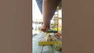 cara merawat kasih makan anak burung sawah bambangan/bangau/kukkuk umur 2 hari