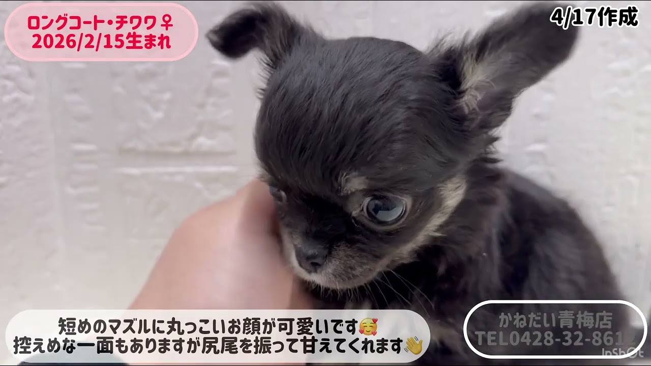 価格の安いロングコート・チワワ♀5/1写真更新☆【動画あり】 / ペット