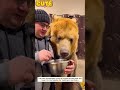 Heartwarming story #lovestory #animal #rescue #cute #funny #love #warmmoments #livestock #adoption 
