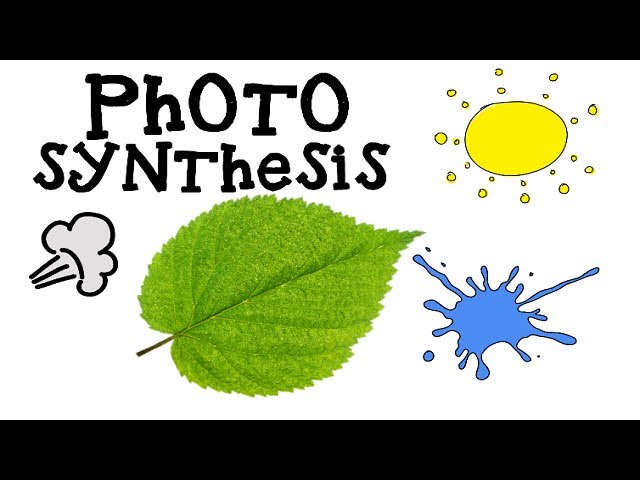 Photosynthesis for Kids - How plants make food - Animation Science - YouTube