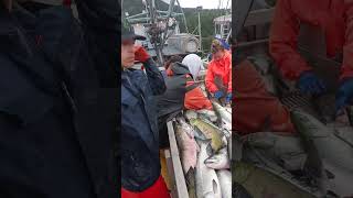 Unloading Thousands Pounds of Fish onto a Tender Separating the Salmon, Commercial Fishing in Alaska