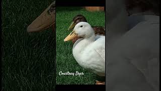 #nature #photography A photo i got of my two ducks Casper and Max