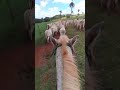 Soltando boiada