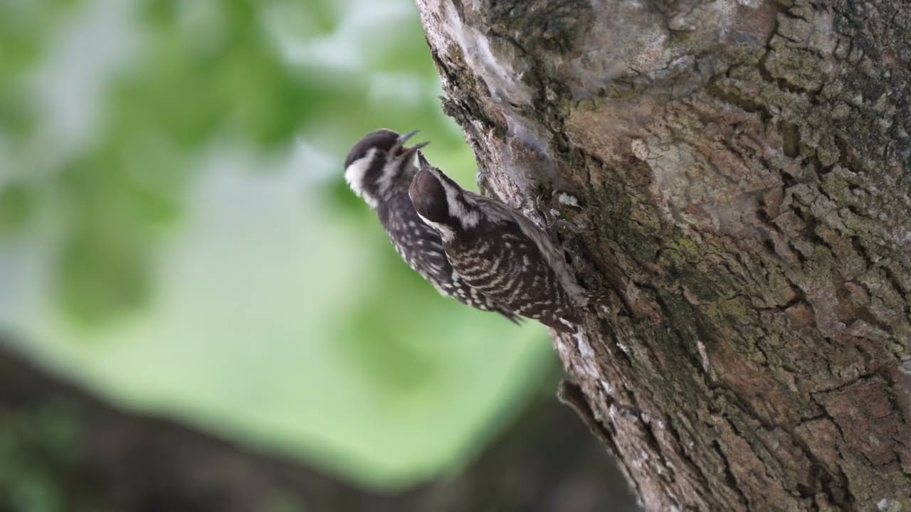Sunda Pygmy Woodpecker's call