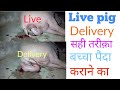 9711197046 Pig live delivery piglet Pig farm in india