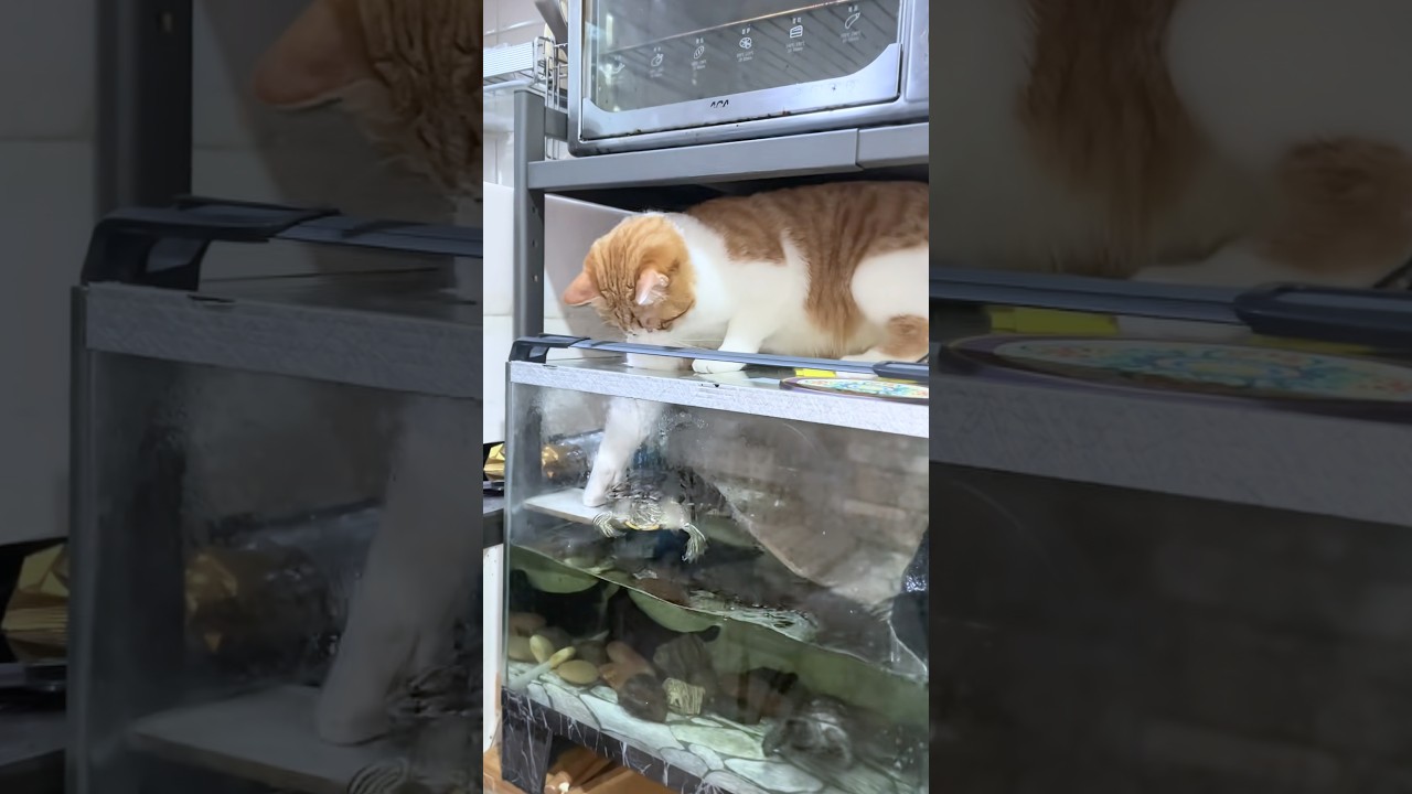 Cat Knocks Two Turtles Into Aquarium With Its Paw
