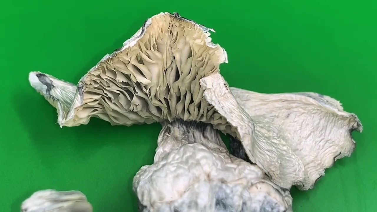 JACK FROST 🍄 HYPE VIDEO