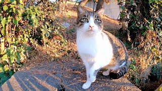 【今週のボツ動画】短い野良猫動画まとめ公開【相島その他】