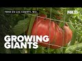 This Wisconsin farm grows giant pumpkins, tomatoes, watermelons, gourds and more