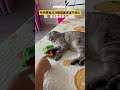 人拉着猫一起玩咬手鳄鱼玩具,猫猫悠闲侧卧,整只爪子搭进去也还是赢得轻轻松松。猫:逗人玩我很在行的!