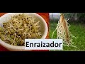 Como fazer um Potente enraizador Natural para suas Estacas