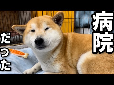 犬太郎 犬太郎🐶 (@inu_risu) / X