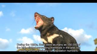 Tasmanian devils are coming back to Australia for first time in 3,000 years