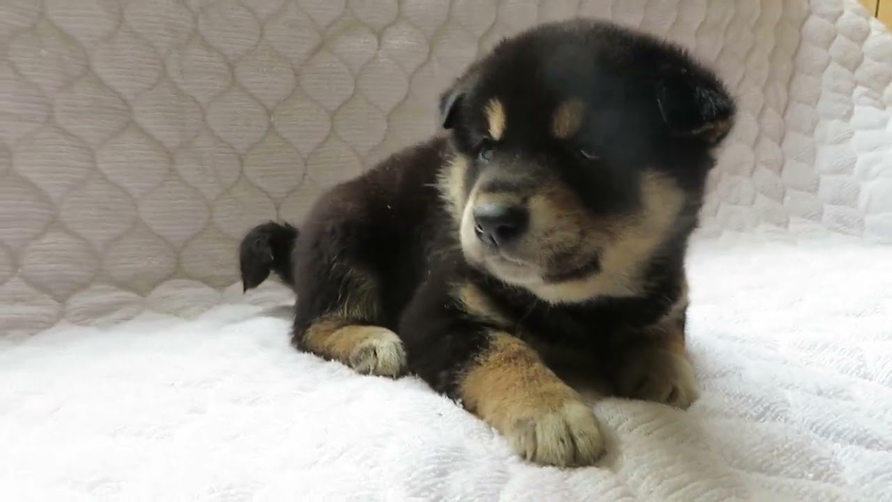 Puppy No.36 - Souryuuan, a specialized Shiba Inu and puppies