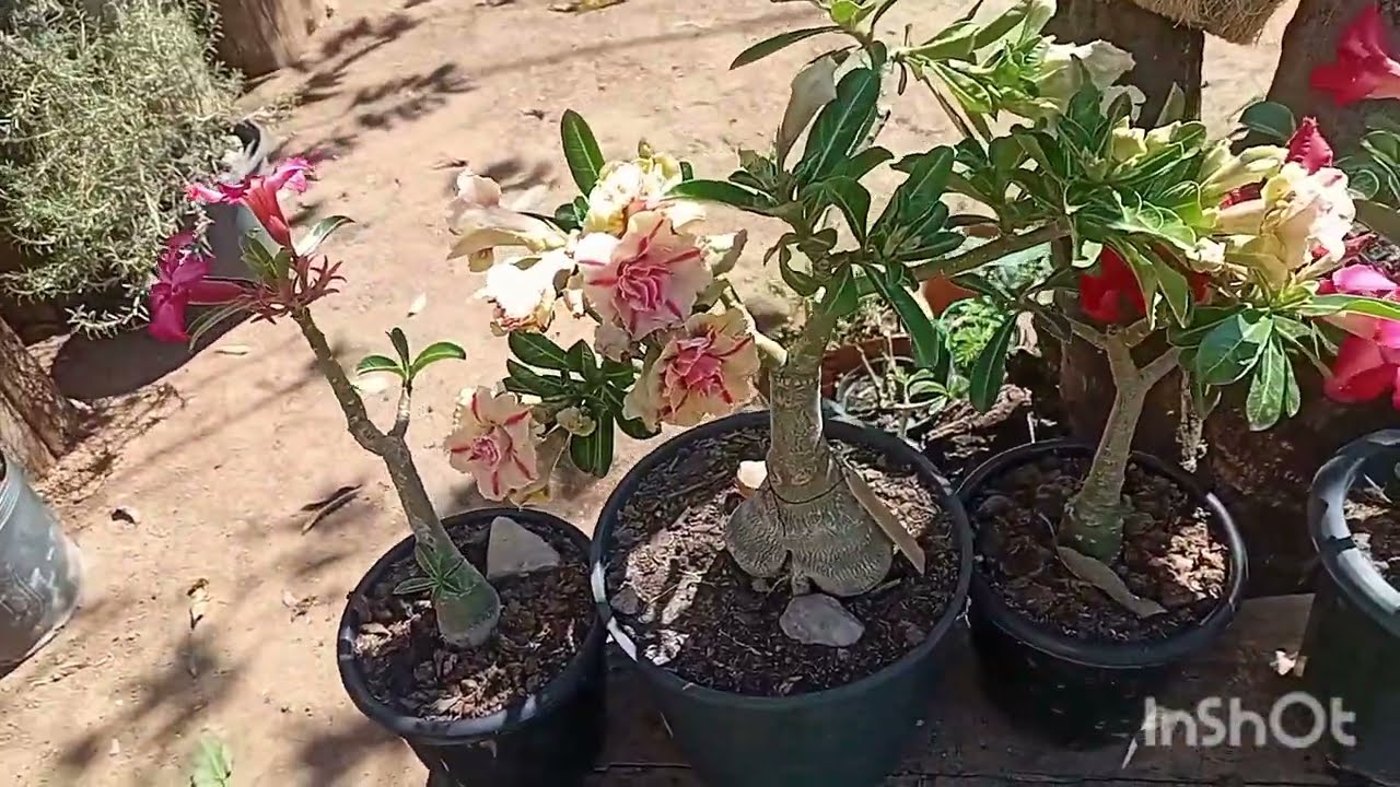 Dia de replantar essa rosa do deserto gigante...substrato de hoje areia, carvão, folhas compostas.