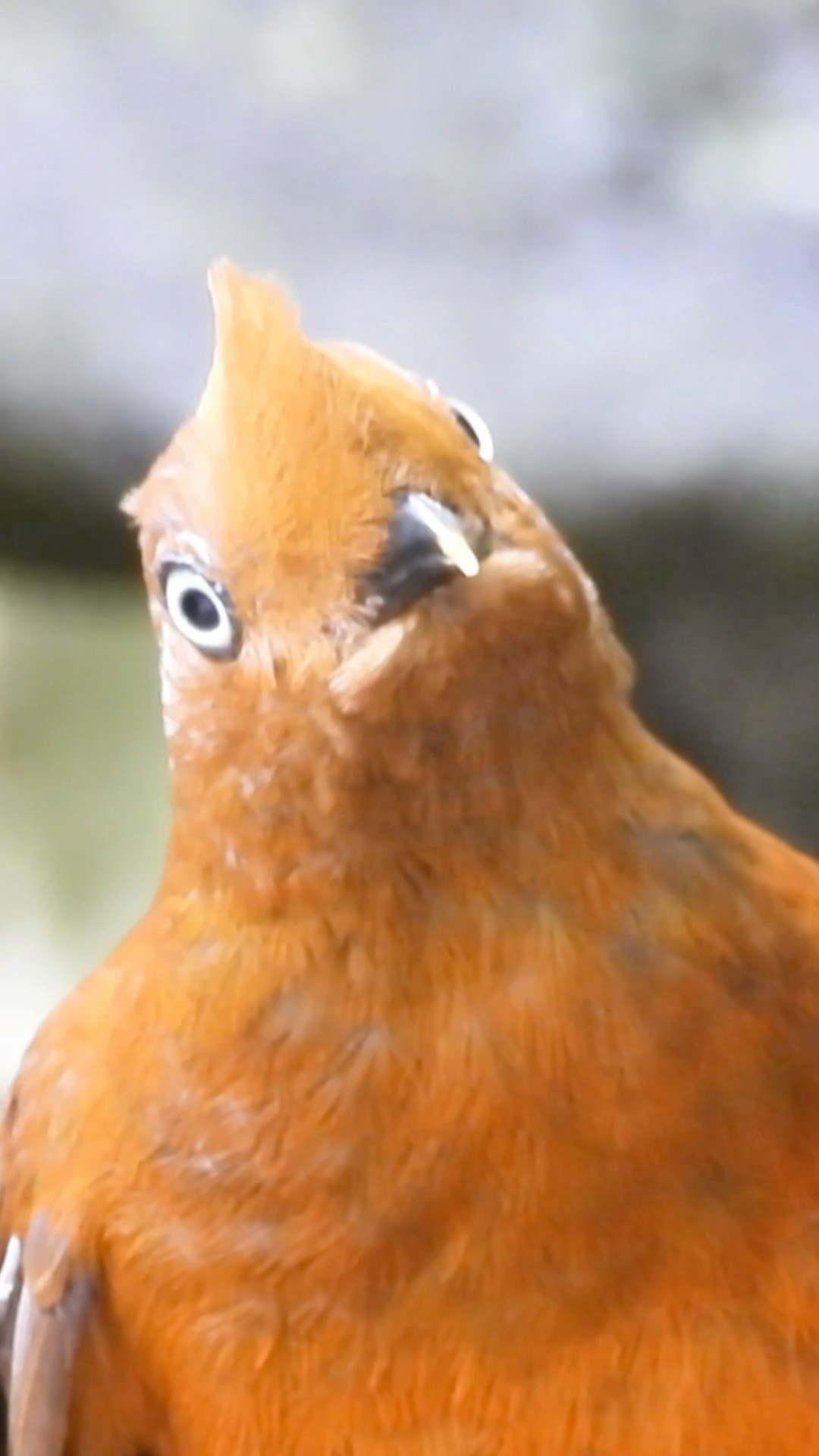 Amazing Bird