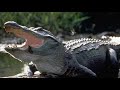 MASSIVE ALLIGATOR & SPADEFISH Catch Clean Cook