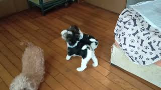 WireFoxTerrier　元気に格闘! by Kerry 714 views 1 year ago 1 minute, 58 seconds