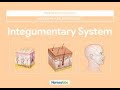 Integumentary System Quiz