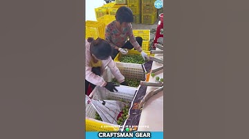 Fruit Sorting MACHINE and Workers Packing FRESH Green Plums! 🍑📦