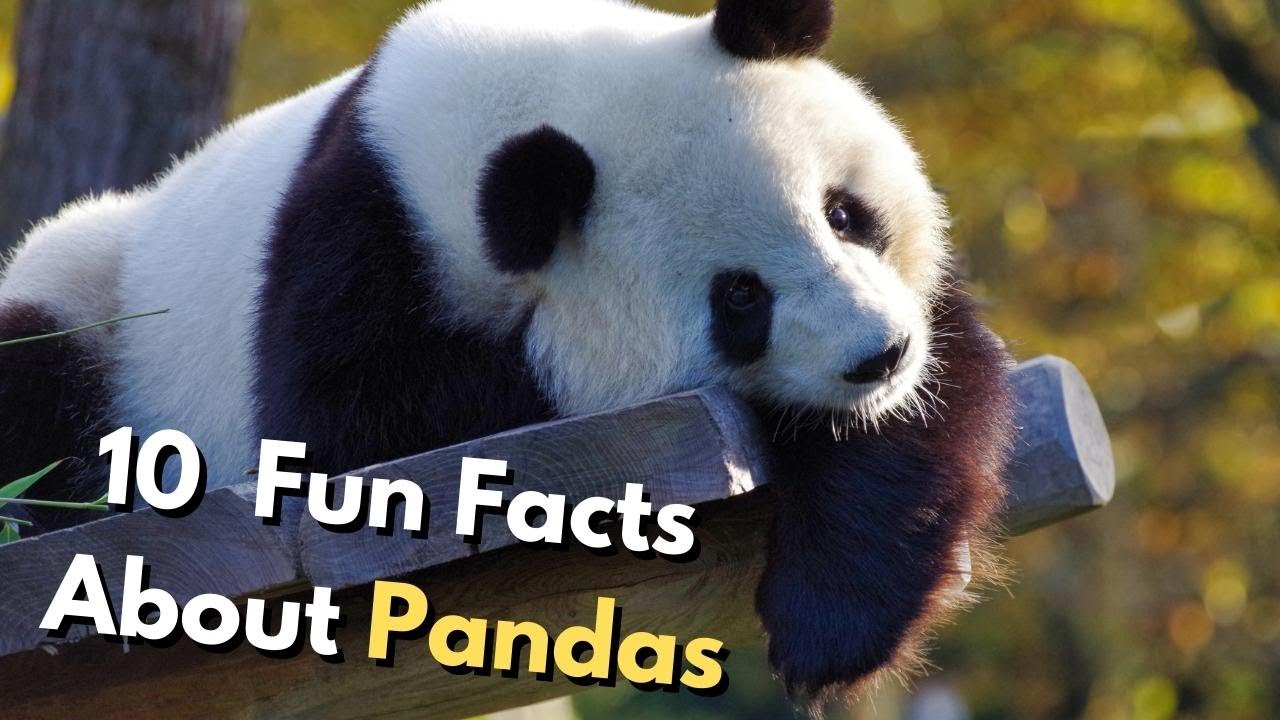 15 Fun Facts About PANDAS - YouTube