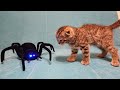 Cat vs Spider - My kitten fights in a 3 levels game