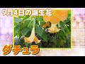 √ ダチュラ 花 言葉 142435-花 ダチュラ 言葉