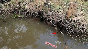 Kích Cá Lóc Đồng Cuối Con Nước Nổi Miền Tây | Kích Cá Miền Tây | Catch Fish