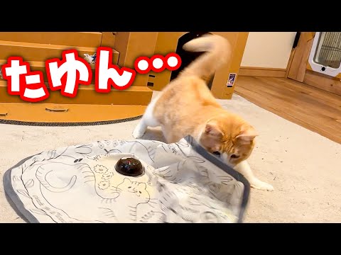 ありあまる贅肉を揺らしながら子猫のように遊ぶロビンさんなのであった。