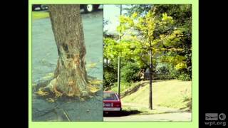 WPT University Place: Proper Tree Planting