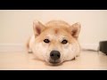 柴犬だいふくのお耳が動いちゃうの [ Shibainu Daifuku is very very sleepy ]