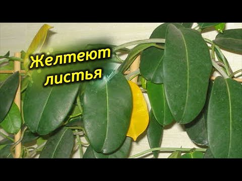 Видео: Почему желтеют листья жасмина?