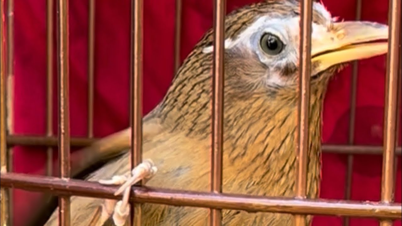 ✌️27/2,siêu phẩm mộc chọi,đầu to mắt bé thái độ cực gấu,tố chất chim chọi 🤝🌾2₫3 ☎️zalo 0979306885