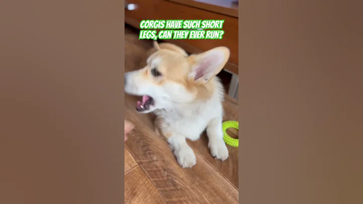 #corgi #puppy and their #short #legs - DayDayNews