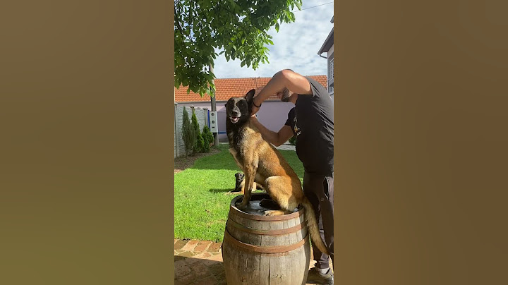 Opasnost! Zaštitite psa od krpelja! #pas #mojpas #doglover #balkan