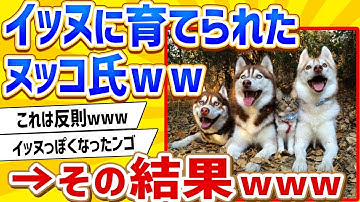 イッヌvsネッコ Youtube イッヌvsネッコ Youtube