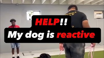 How to HELP your REACTIVE dog‼️ #dogtraining #reactivedogtraining