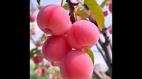 سورة الطلاق بصوت الشيخ مصطفى العجب حفظه الله