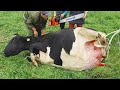 Farm #WithMe Pretty Girl Dangerous STIHL Chainsaw Tree Cutting Cow Milking Farming Cows Feeding Cure